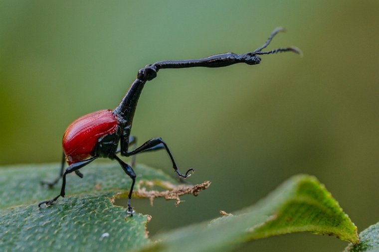 073 Ranomafana NP, malagassische girafkever.jpg